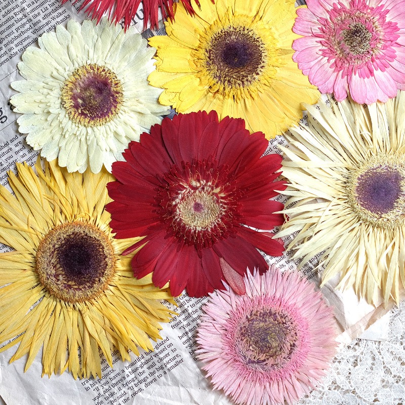 Resin Art Sticker - 1pcs/7-9cm, Bunga Gerbera Kering Tekan Warna