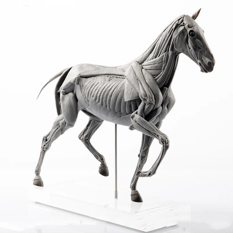 EVOLABORATORY Model Anatomi Ot - Resin Art Decoration Items ulasan dan harga