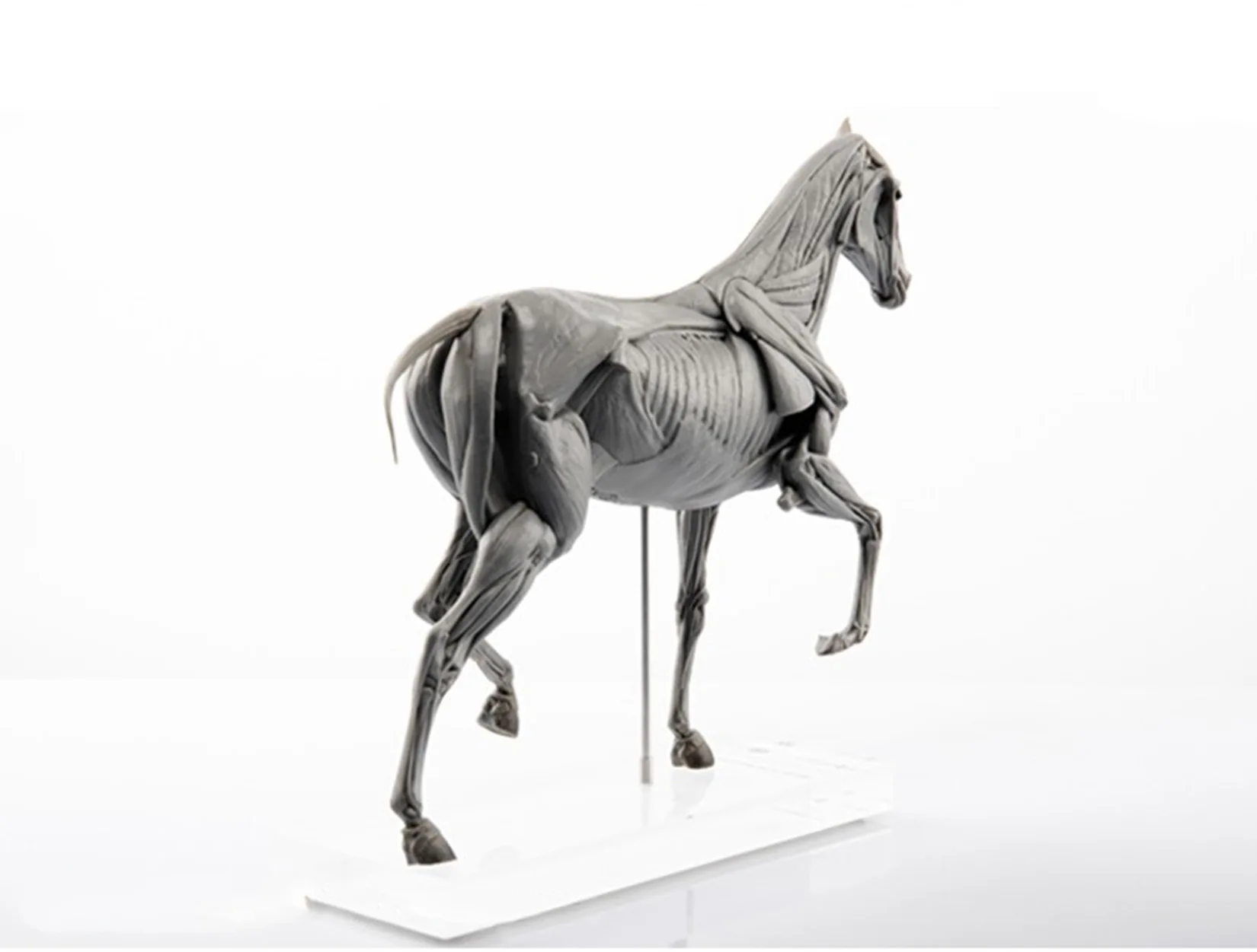 EVOLABORATORY Model Anatomi Ot - Resin Art Decoration Items ulasan dan harga