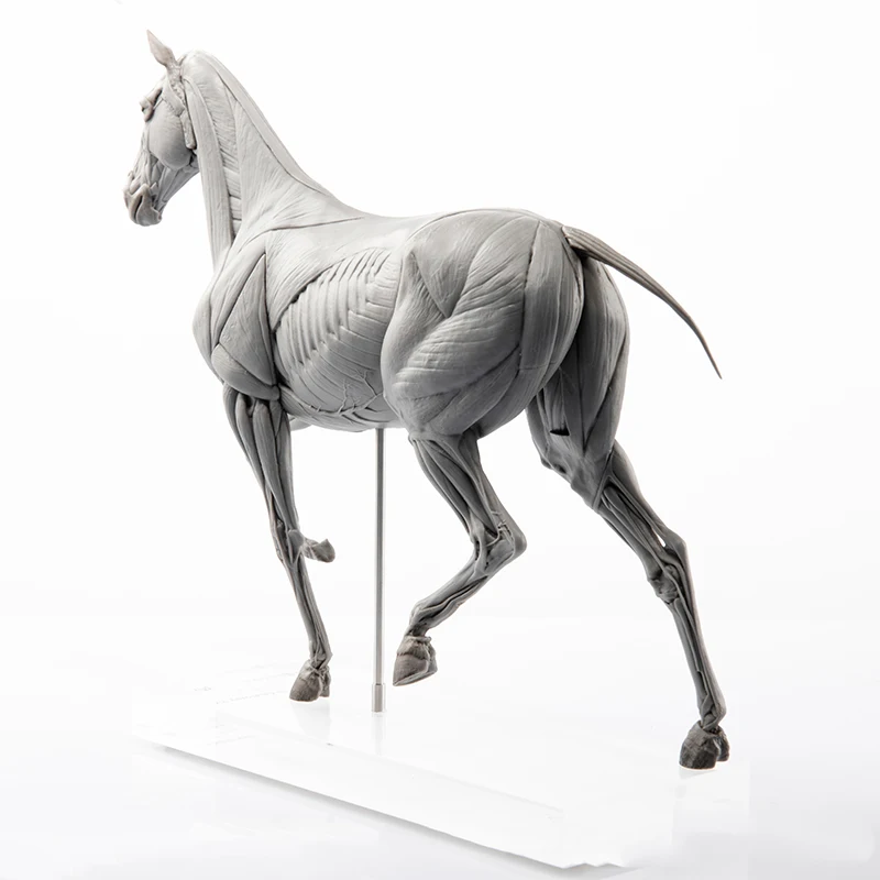 EVOLABORATORY Model Anatomi Ot - Resin Art Decoration Items ulasan dan harga